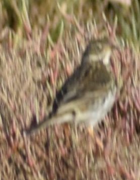 Meadow/Water Pipit - ML619736417