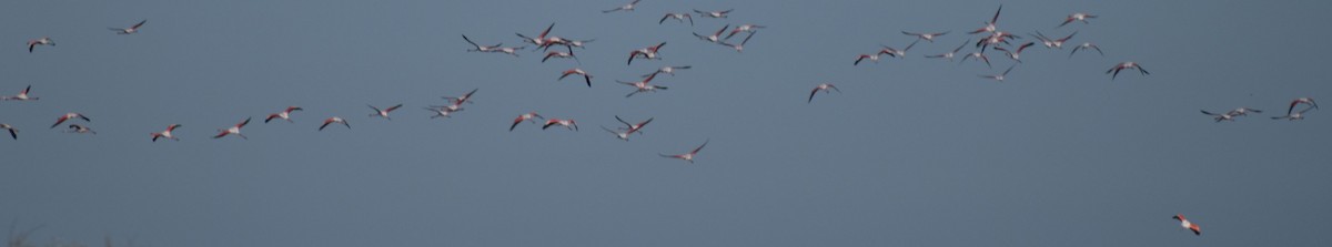 Greater Flamingo - ML619736439