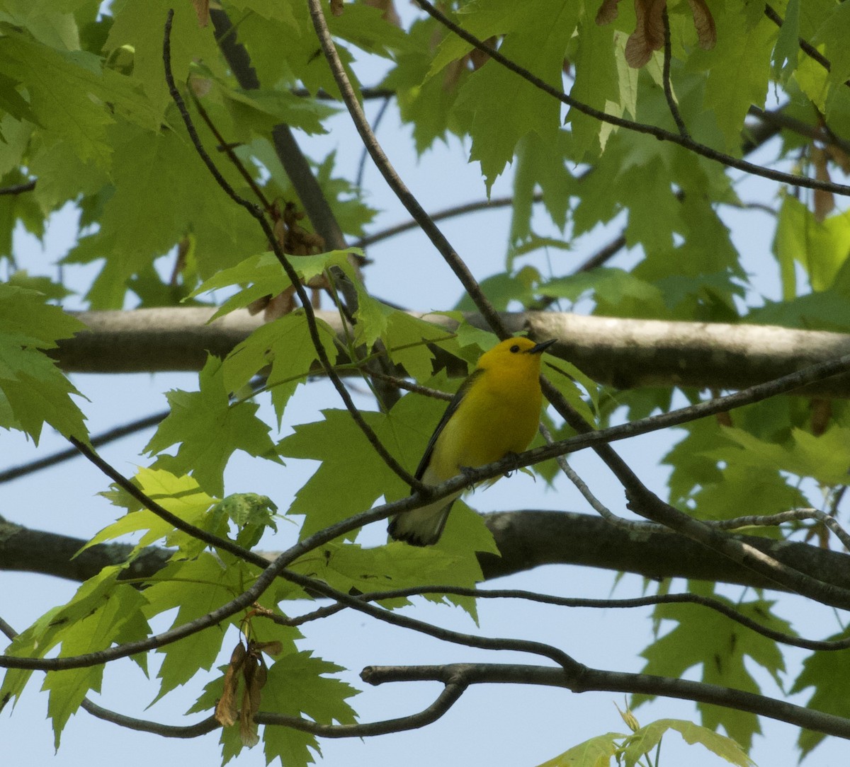 Prothonotary Warbler - ML619736453