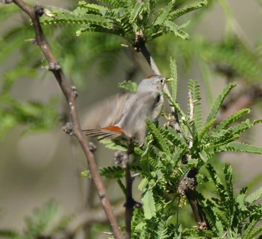 Lucy's Warbler - ML619736490