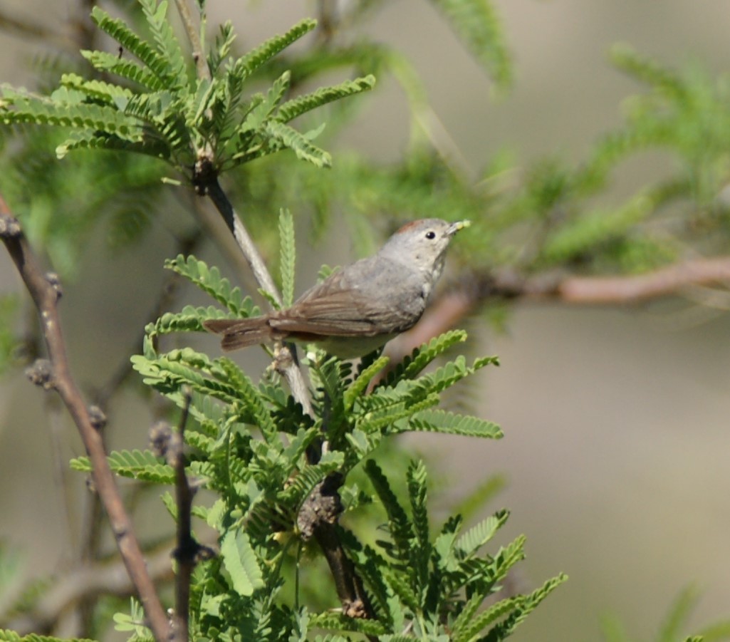 Lucy's Warbler - ML619736491