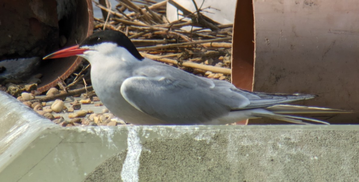 Common Tern - ML619736498