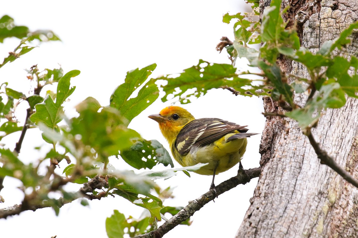 Western Tanager - ML619736507