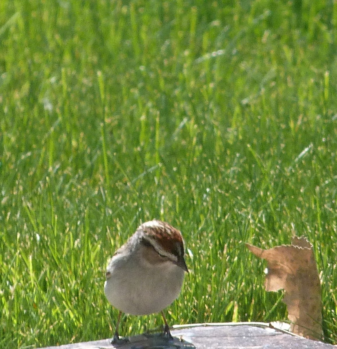 Chipping Sparrow - ML619736515