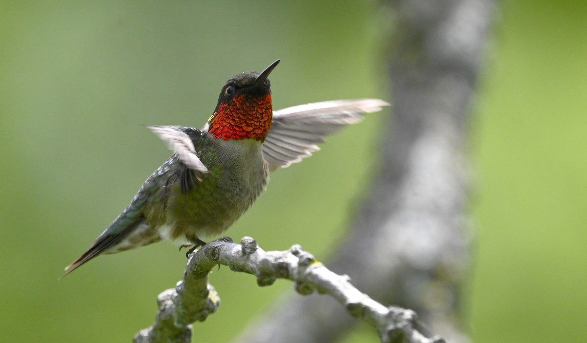 Ruby-throated Hummingbird - ML619736586