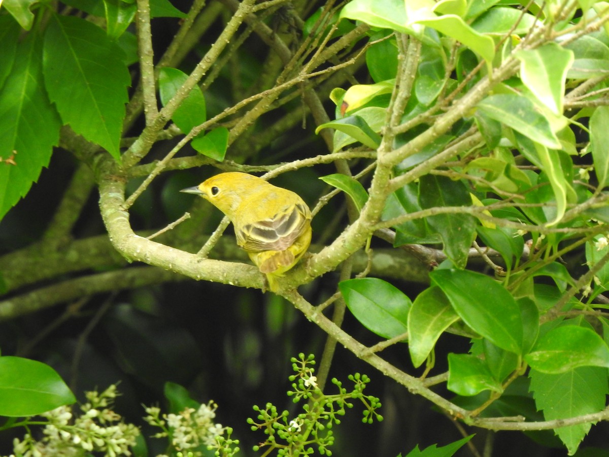 Yellow Warbler - ML619736596