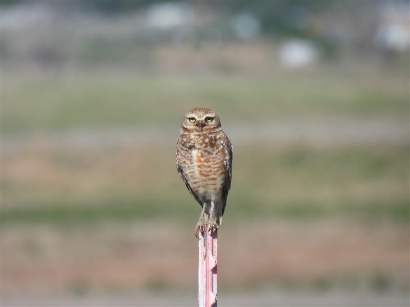 Burrowing Owl - ML619736609