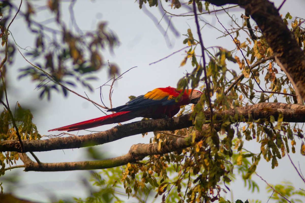 Scarlet Macaw - ML619736668