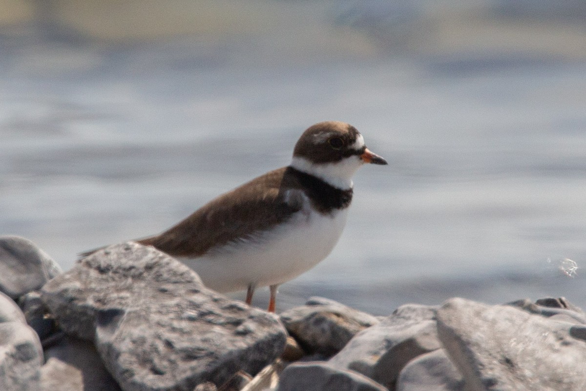 Semipalmated Plover - ML619736696