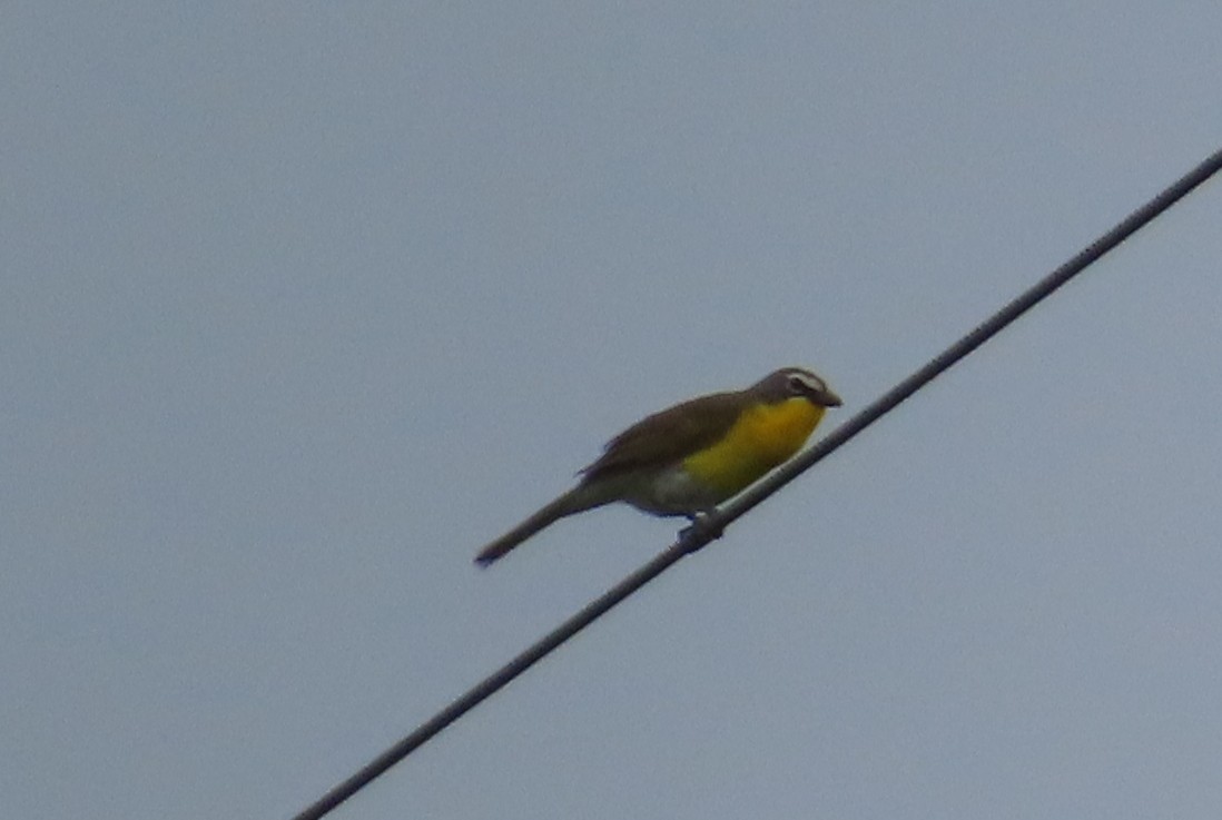 Yellow-breasted Chat - ML619736702
