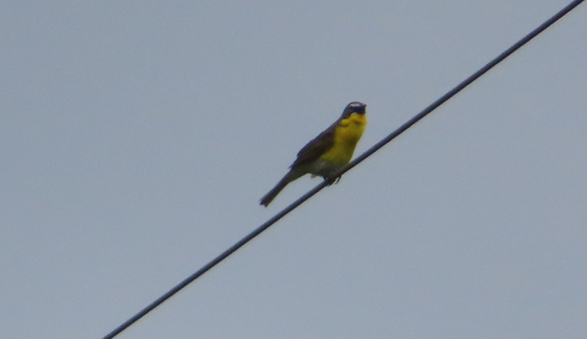 Yellow-breasted Chat - ML619736703