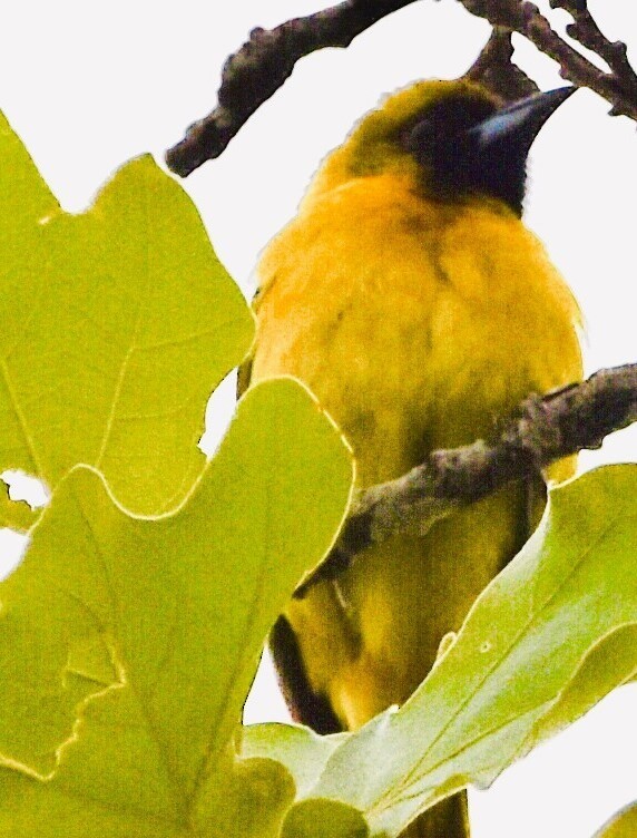 Orchard Oriole - ML619736723