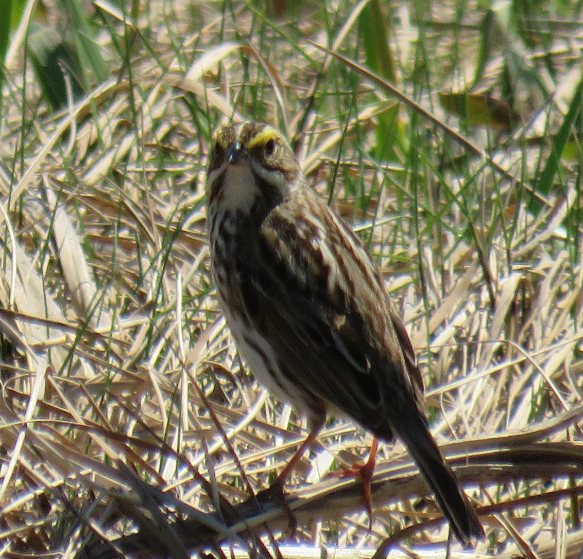 Savannah Sparrow - ML619736734
