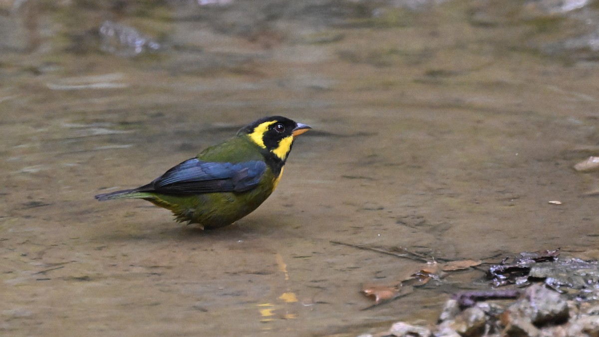 Gold-ringed Tanager - ML619736794