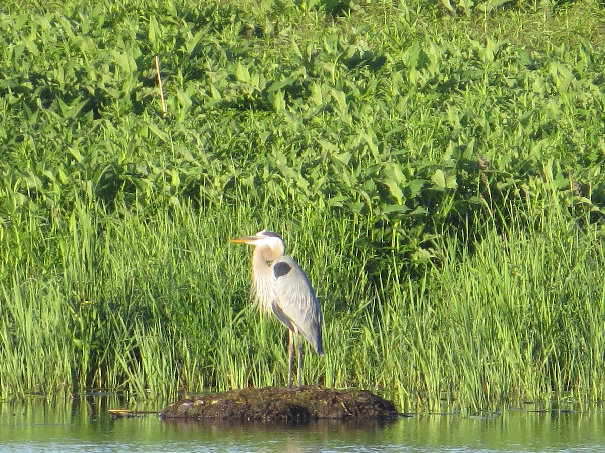 eBird Checklist - 28 May 2024 - Rollins Savanna Forest Preserve - 24 ...