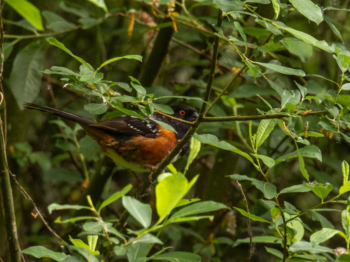 Spotted Towhee - ML619736815