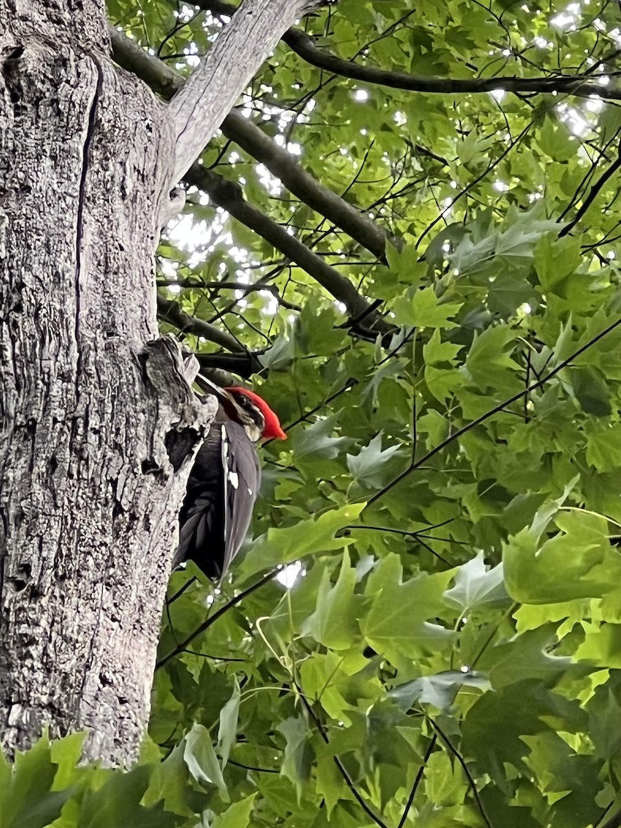 Pileated Woodpecker - ML619736841