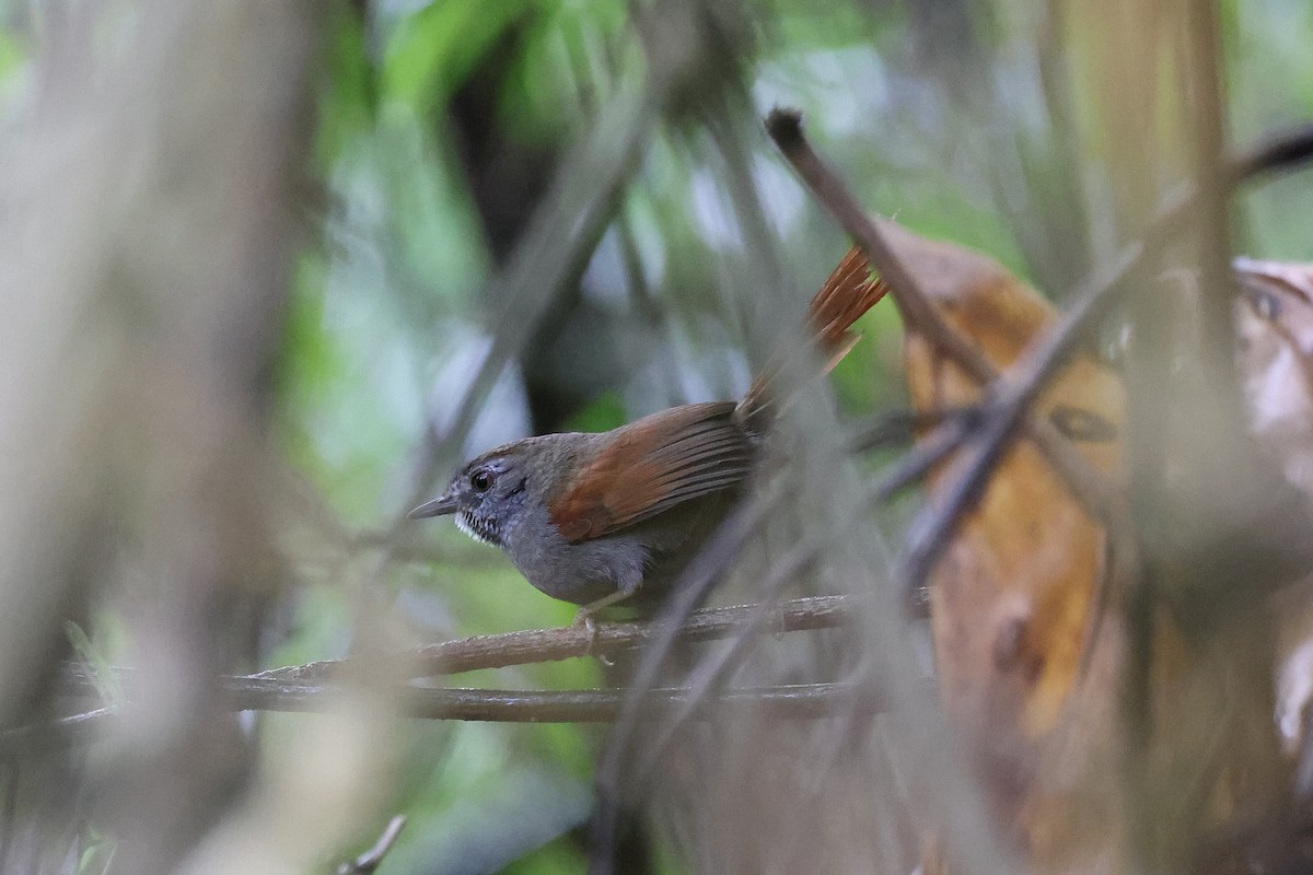 Gray-bellied Spinetail - ML619736856