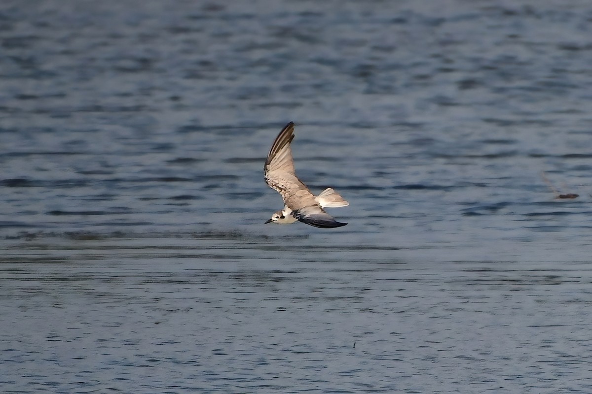 White-winged Tern - ML619736882