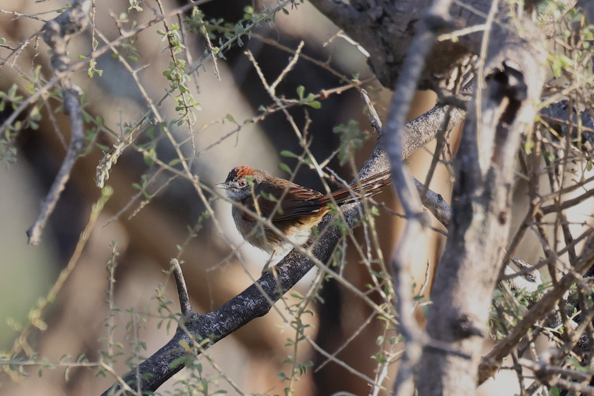 Pale-breasted Spinetail - ML619736976
