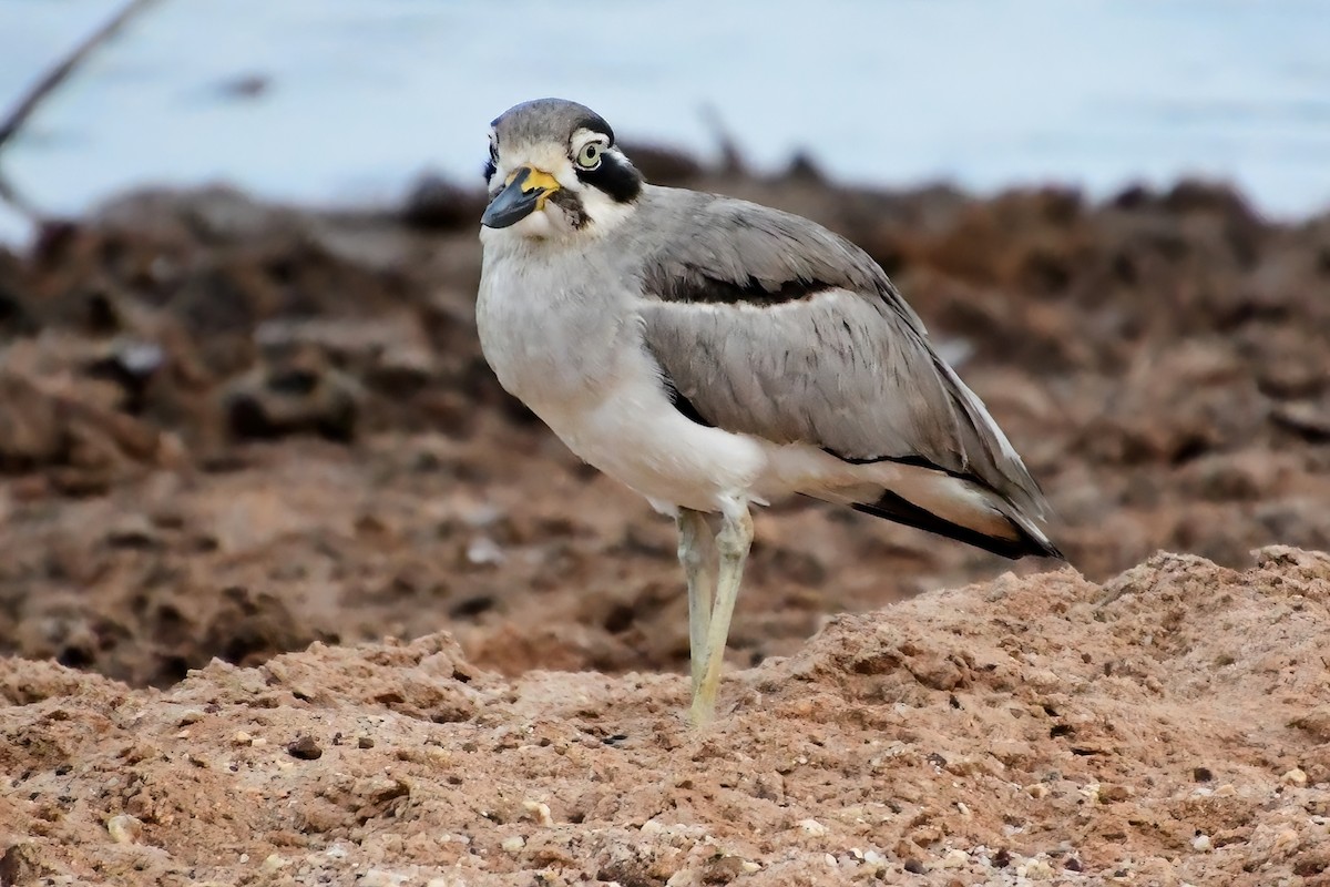 Great Thick-knee - ML619737015