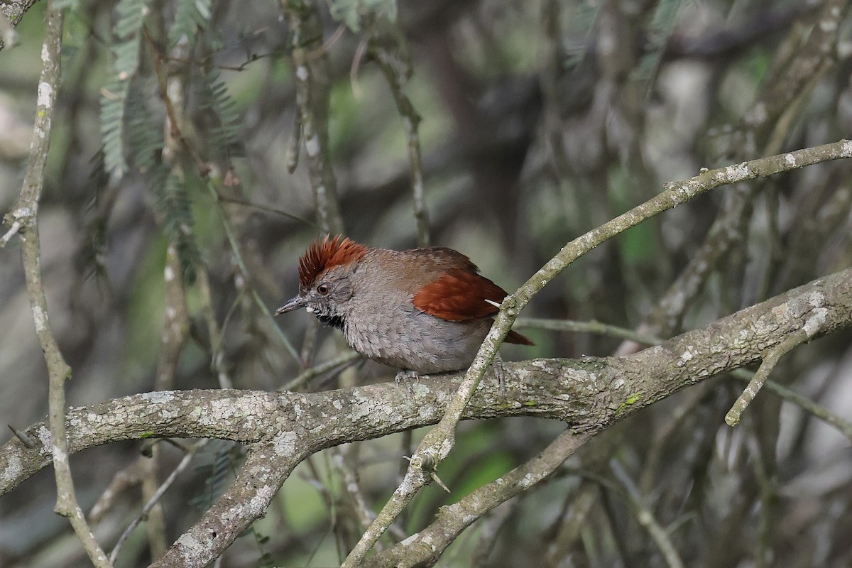 Sooty-fronted Spinetail - ML619737051