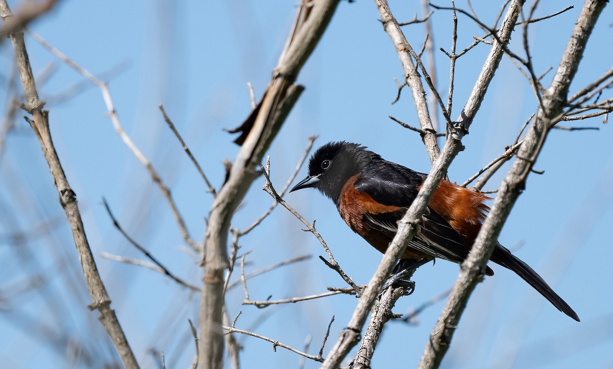 Orchard Oriole - ML619737100