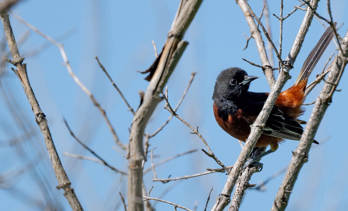 Orchard Oriole - ML619737101