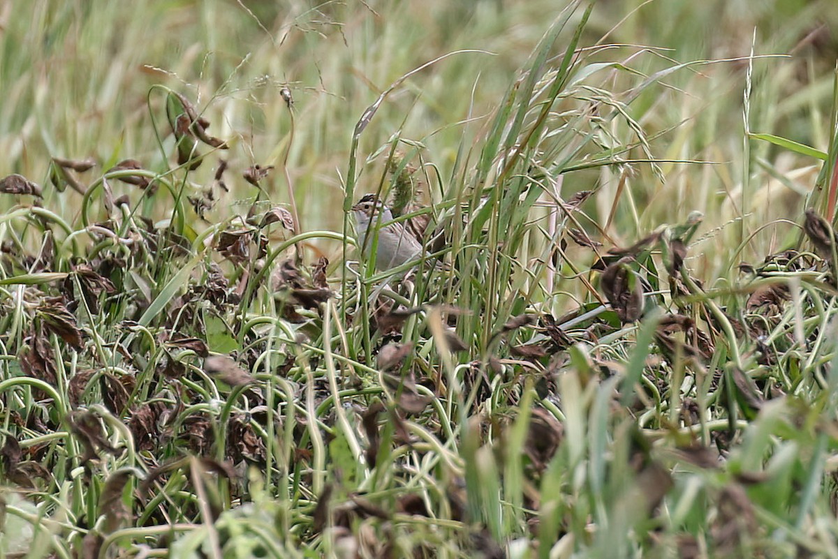 Clay-colored Sparrow - ML619737112