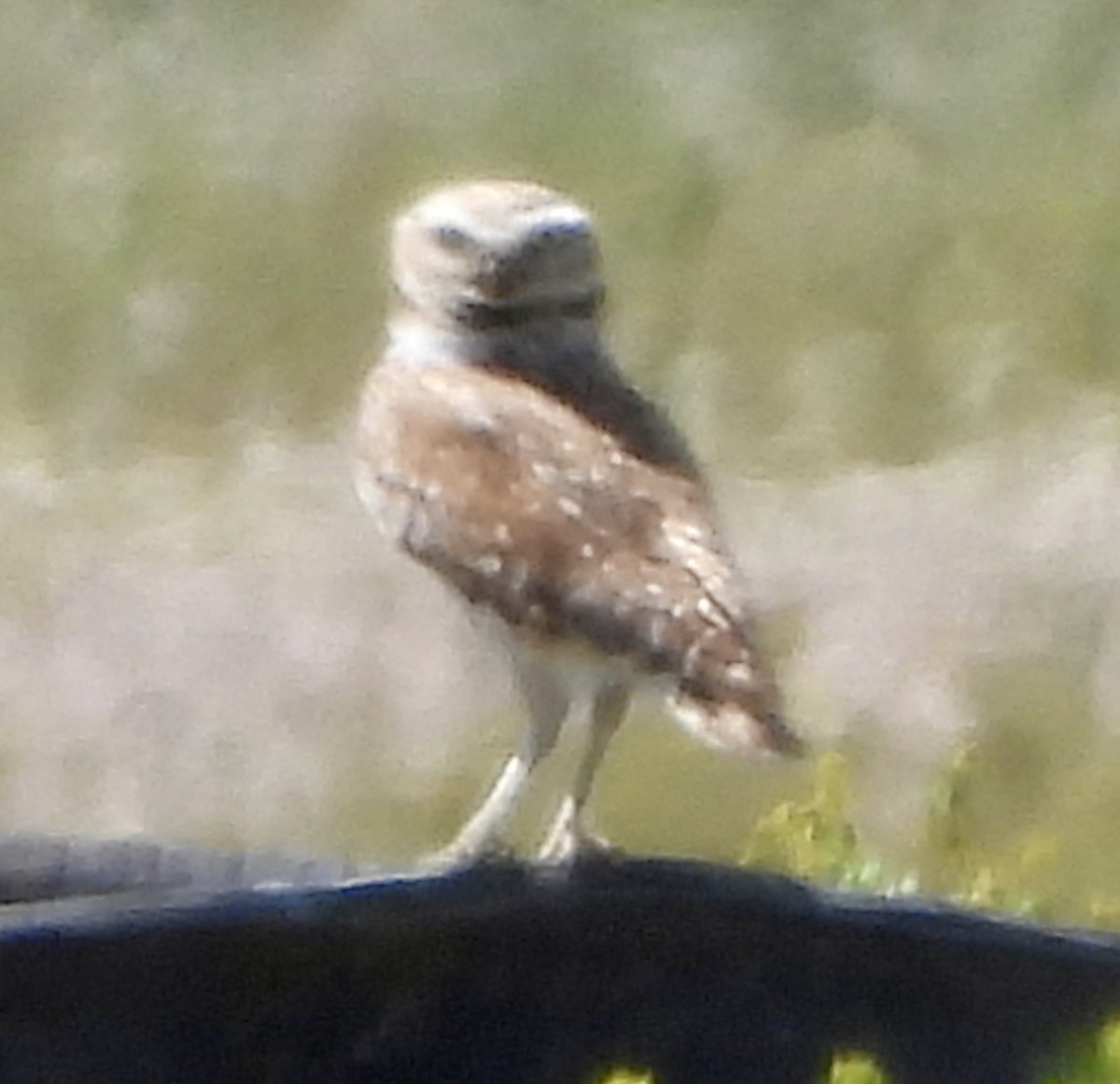 Burrowing Owl - ML619737115