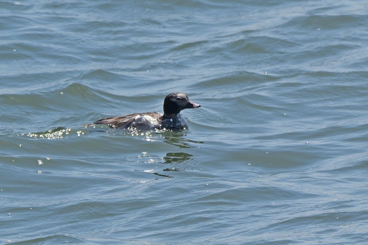 Long-tailed Duck - ML619737121