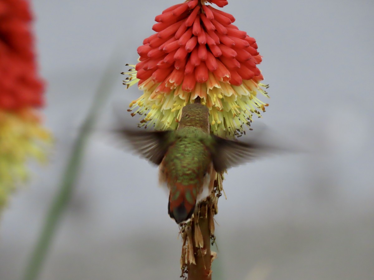 Rufous Hummingbird - ML619737172