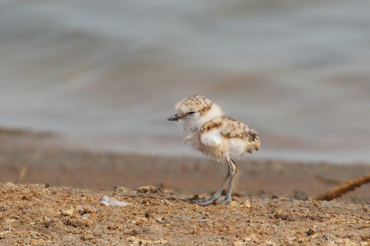White-fronted Plover - ML619737174