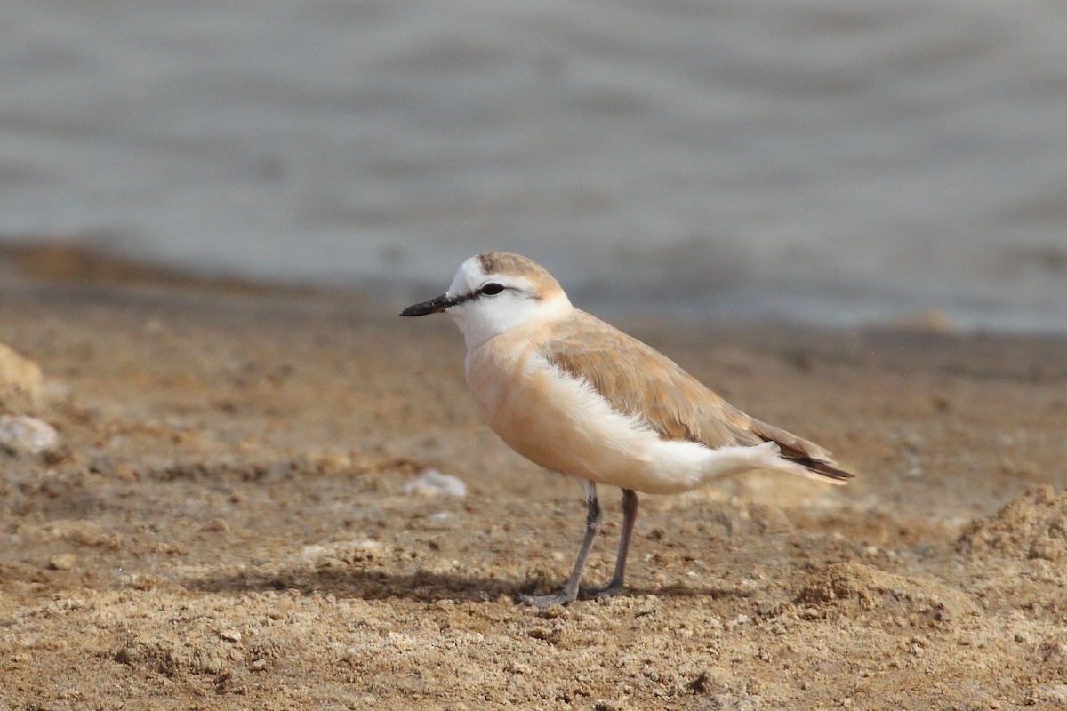 White-fronted Plover - ML619737182