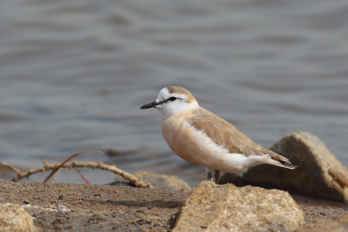 White-fronted Plover - ML619737184
