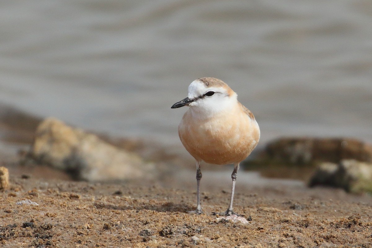 White-fronted Plover - ML619737214
