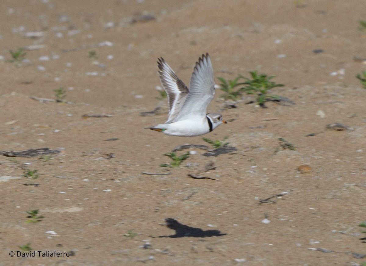 Piping Plover - ML619737219