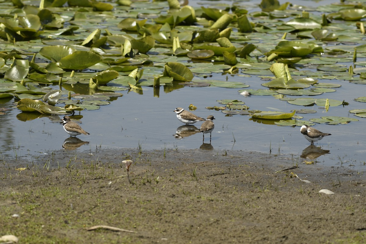 Semipalmated Plover - ML619737274