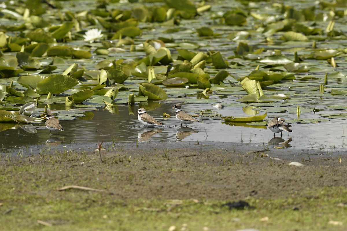 Semipalmated Plover - ML619737275