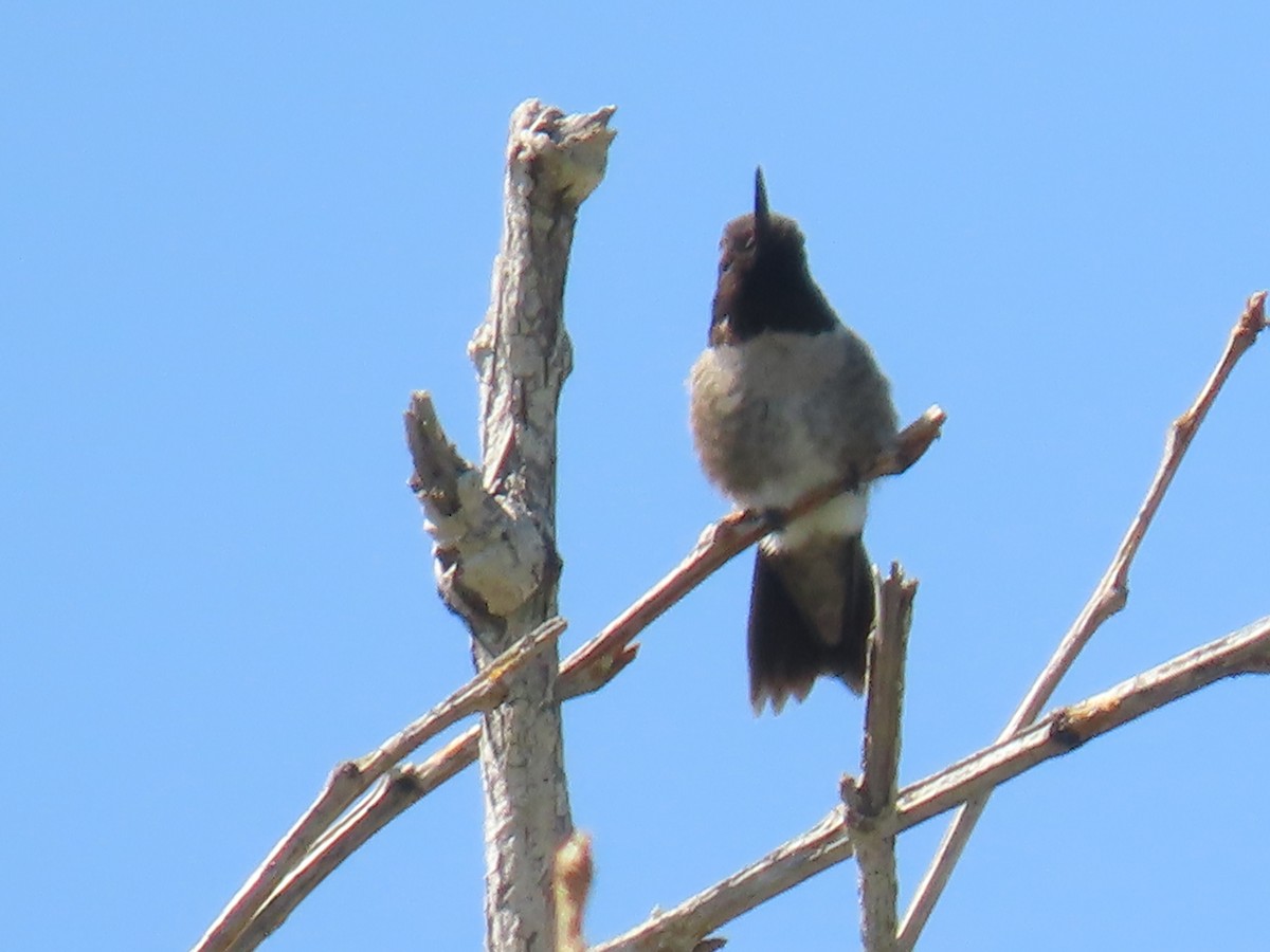 Broad-tailed Hummingbird - ML619737341