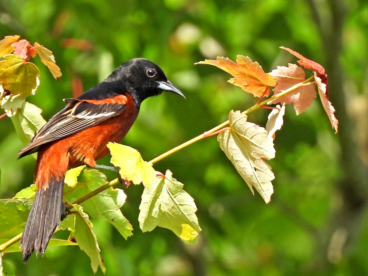Orchard Oriole - ML619737462