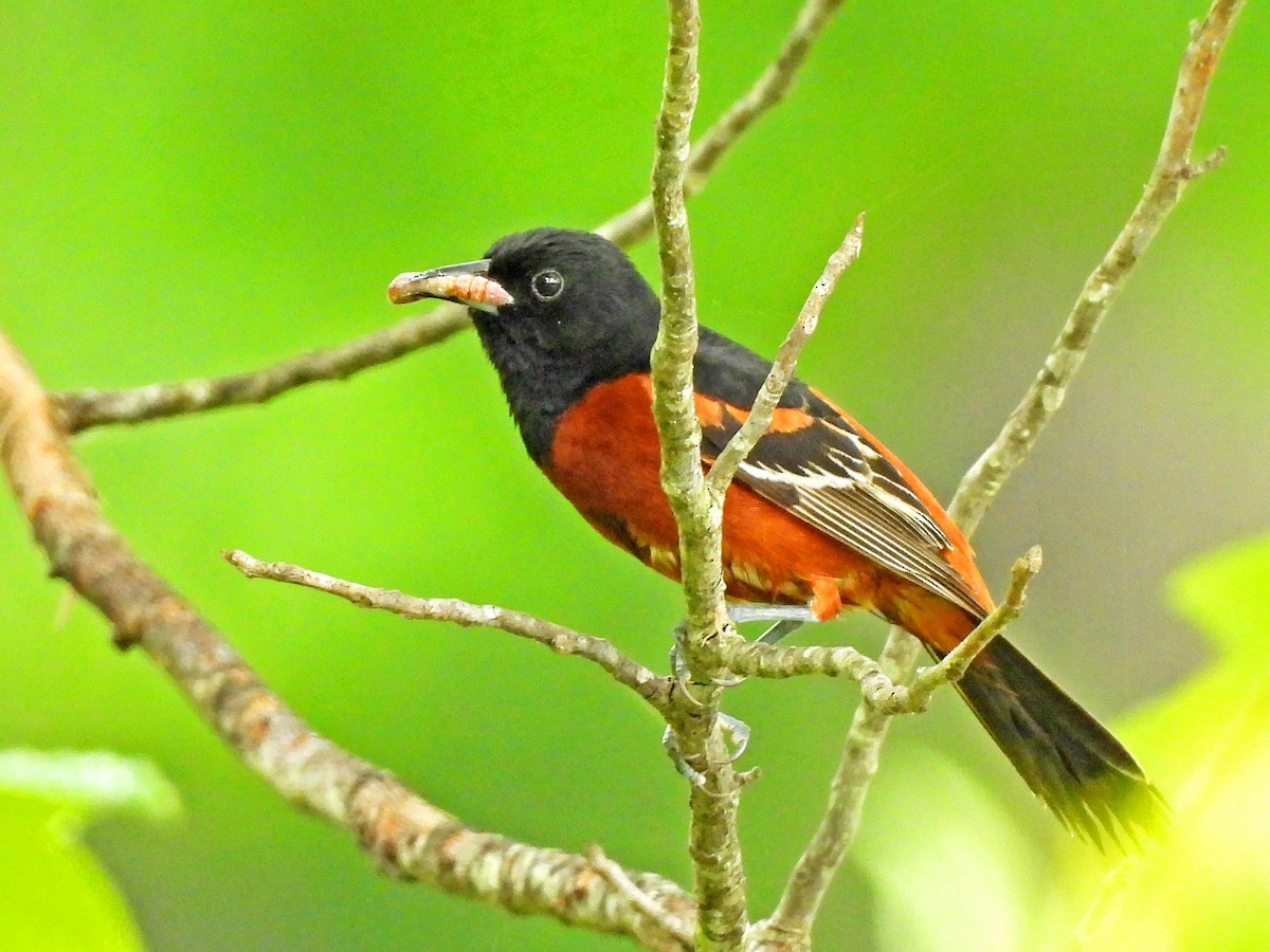 Orchard Oriole - ML619737463