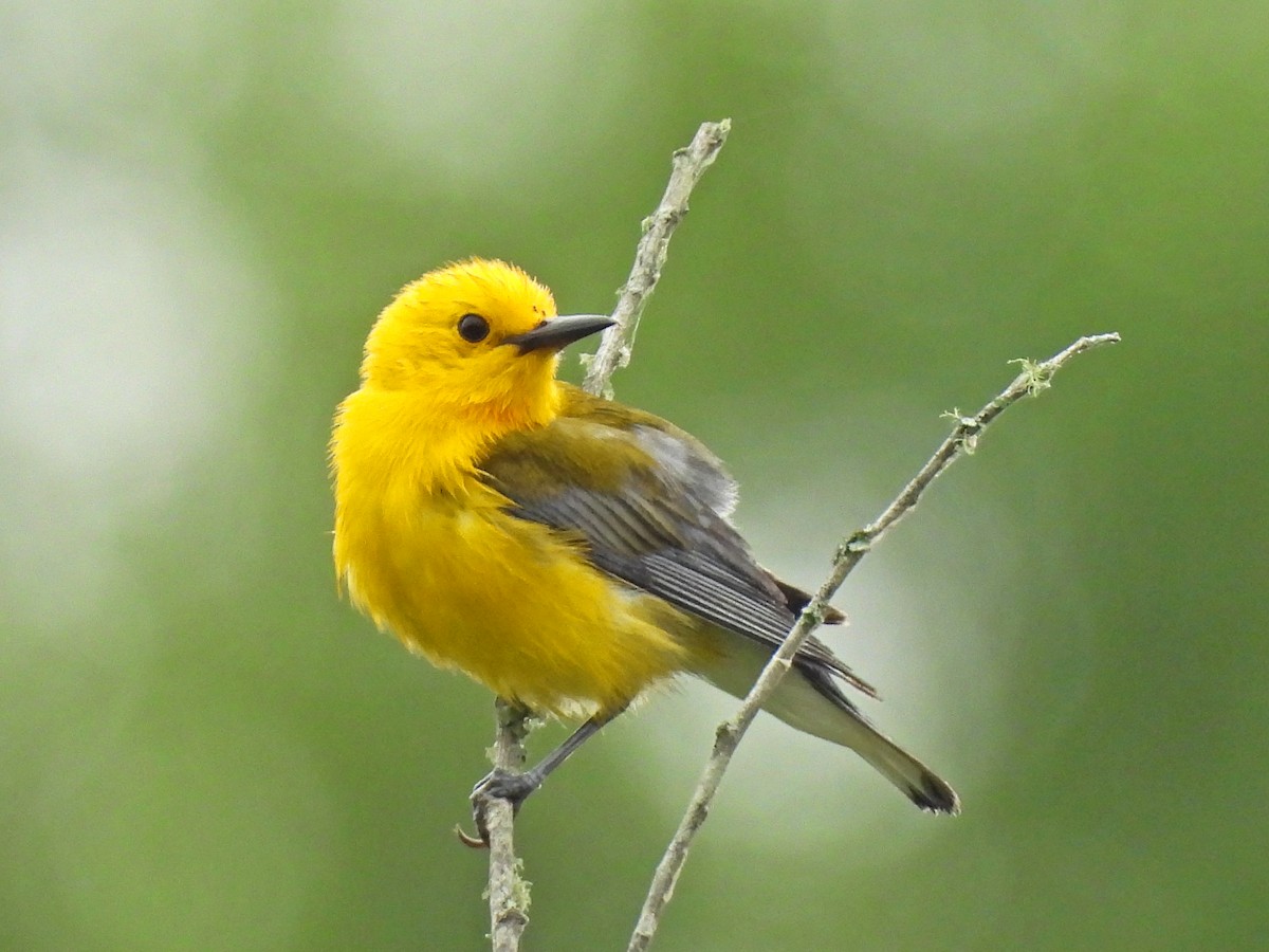 Prothonotary Warbler - ML619737497