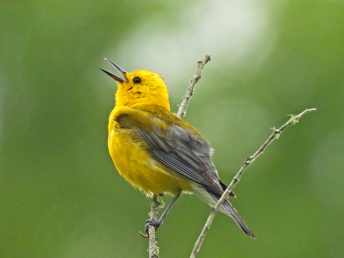 Prothonotary Warbler - ML619737509