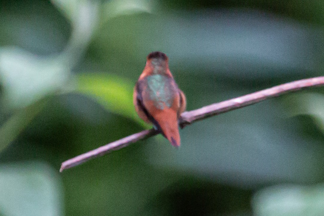Allen's Hummingbird - ML619737544