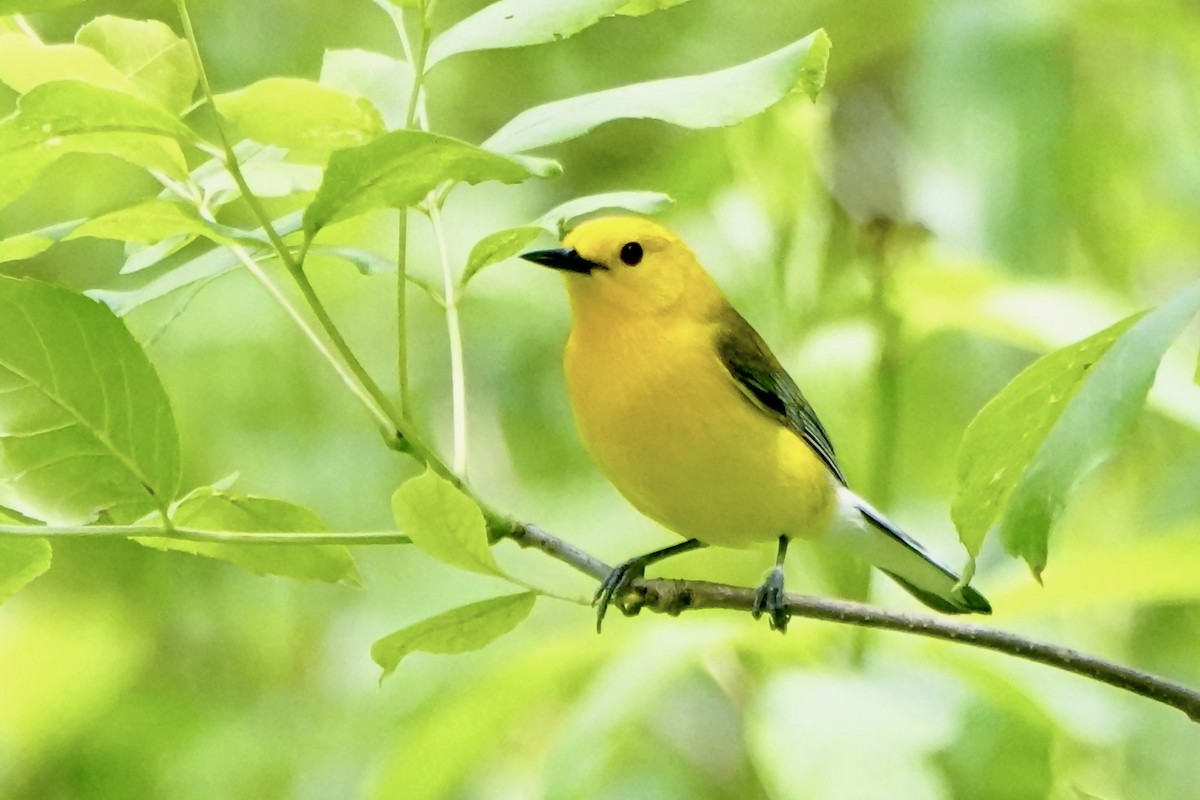 Prothonotary Warbler - ML619737547