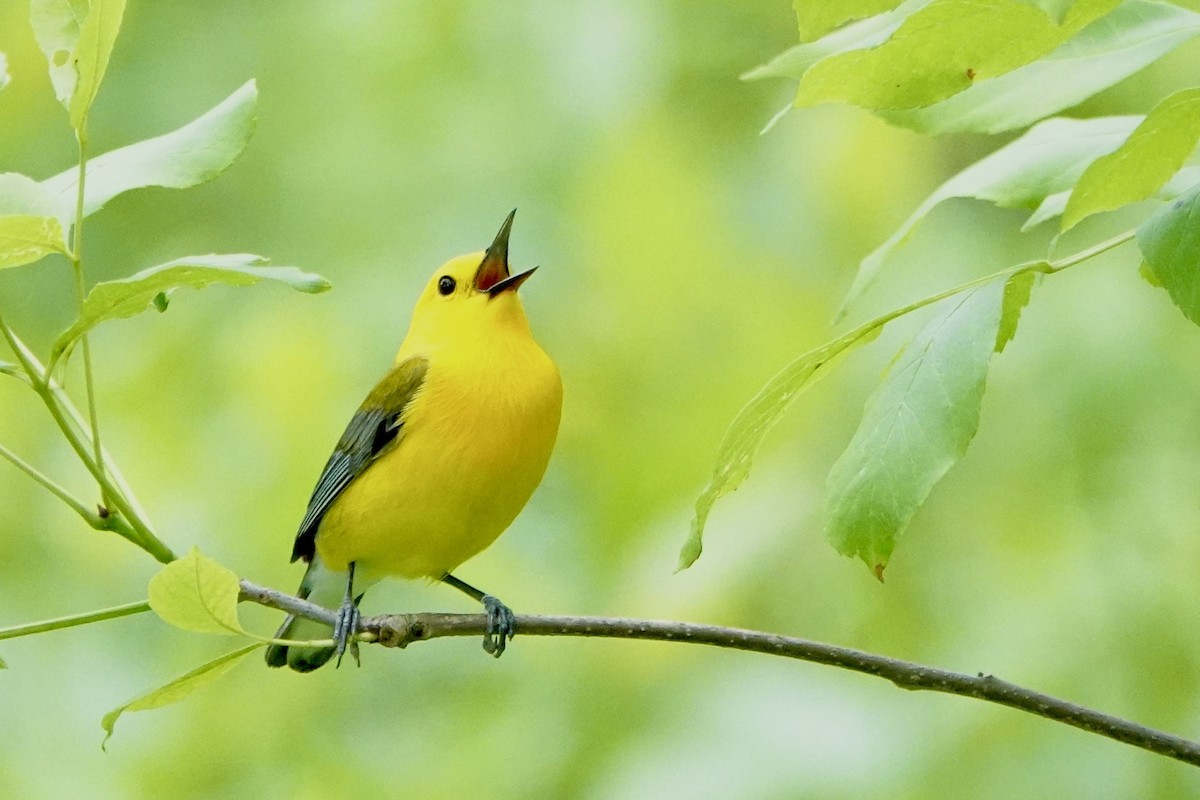 Prothonotary Warbler - ML619737548