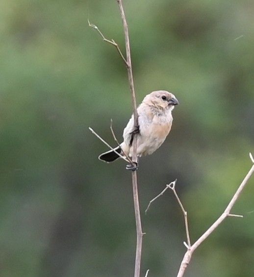 Copper Seedeater - ML619737580
