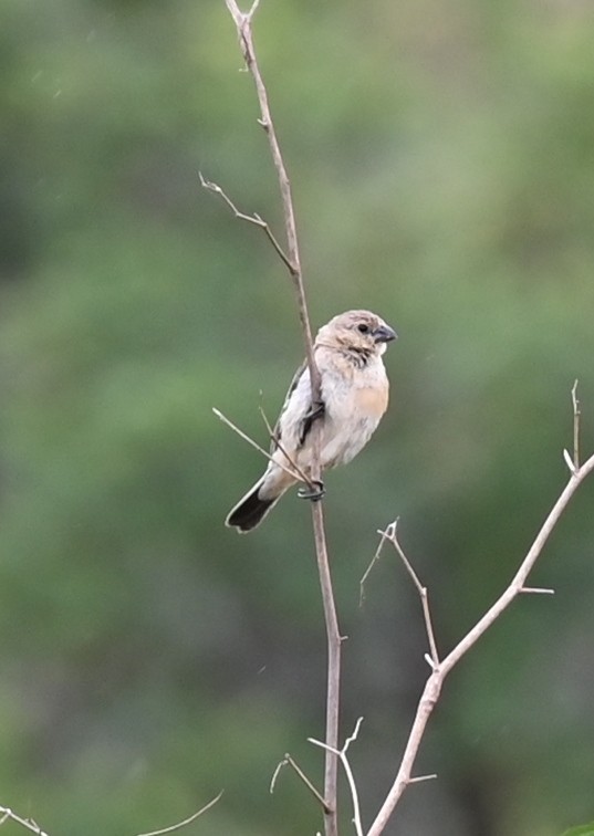 Copper Seedeater - ML619737581