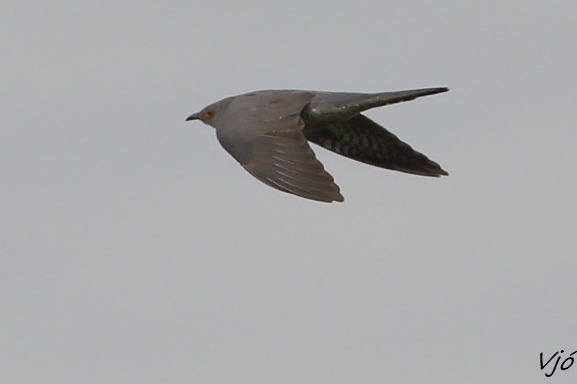 Common Cuckoo - ML619737679